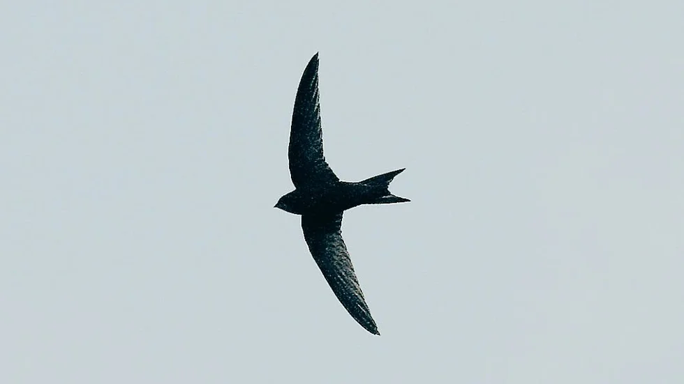 Nu flyger tornseglarna över Dunderbacken och Östermalm igen. (Dock inte just den här fågeln på bilden)