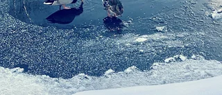 Eva Stenbergs bild av änder i "pool"