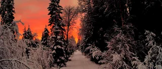Njut av morgonljuset          