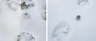 Barbros promenad fick avbrytas efter björnspår i snön