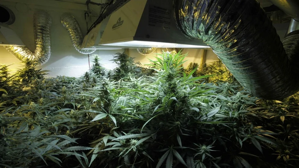 Arkivbild på cannabisplantor. Foto: SCANPIX