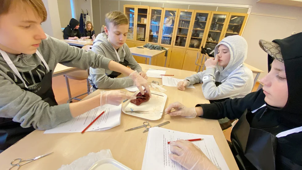 Undersökning med skalpell av vildsvinshjärtat på Aspenskolan, från vänster: Karl Jansson, Alvin Falk, Pontus Jansson och Oliver Dahlqvist.
