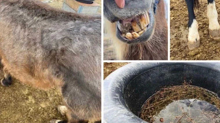 Vanvårdade hästar tvingades avlivas.