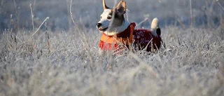 Hund på språng vann i november