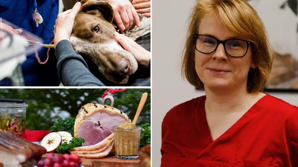Veterinären Magda Jaszczak berättar att julbordet kan vara skadligt för hundar.