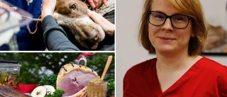 Veterinären varnar för julens faror – typiska julpatienterna: Katter med paketsnöre i magen och hundar med pankreatit