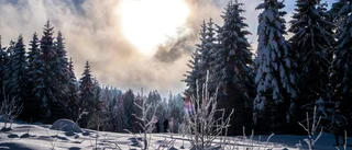 Skogsägare ska kunna koncentrera sig på att sköta sin skog