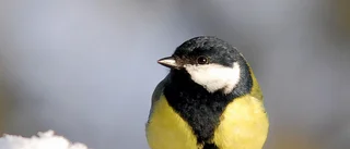 Dags att räkna vinterfåglarna igen