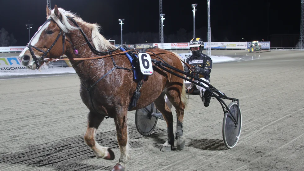 12-årige fuxen Klocksve Adrian har vunnit sex lopp under 2022. Fyra av dem med Sandra Eriksson i sulkyn. Juldagen debuterade hästen i V75 i Umeå och vann.