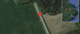 Älgar på vägen på väg 254