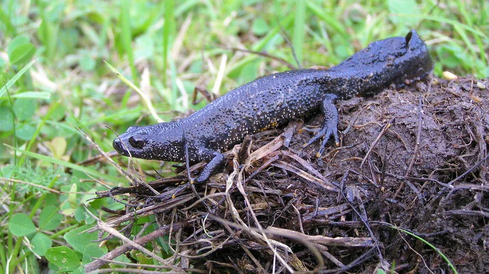 Större vattensalamandern är en amfibie, det vill säga att en lever både på land under vinter och i vatten under sommaren. Det kan vara en anledning till att den kan vara mer lättflyttad om man bygger en ny damma när den är på land. 