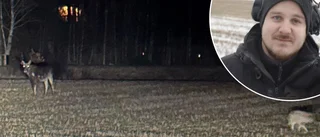 Jimmy blev vittne när varg attackerade en älg