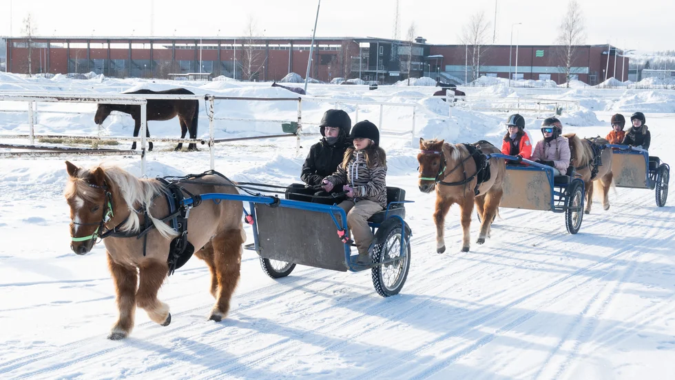 Barnen som deltar i travskolan får testa att köra på egen hand  redan andra dagen.