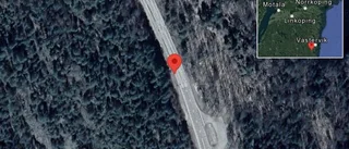 Älgar på vägen