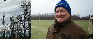 Golfklubbens nödrop: "Hjälp! Nu kommer skarvarna i massor"