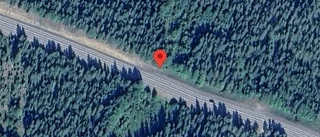 Älg på fel sida av viltstängslet på väg 95