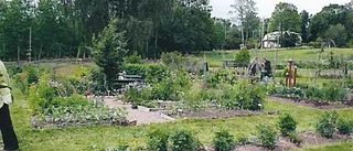 Klimatsmart trädgård