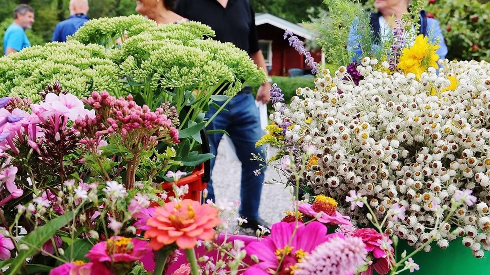 Vackra trädgårdsblommor fanns också till försäljning på Kulbackens koloniområde.