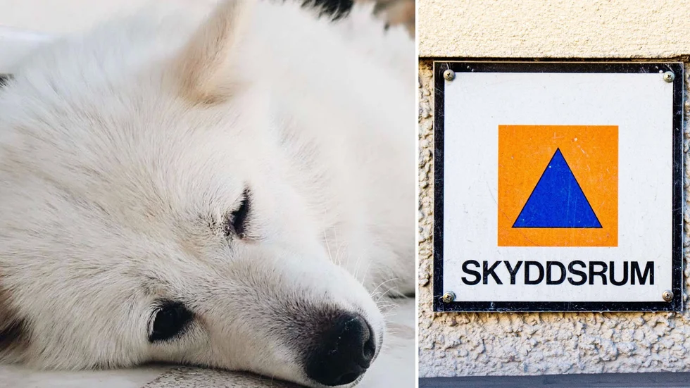 Husdjur tillåts inte i skyddsrum.