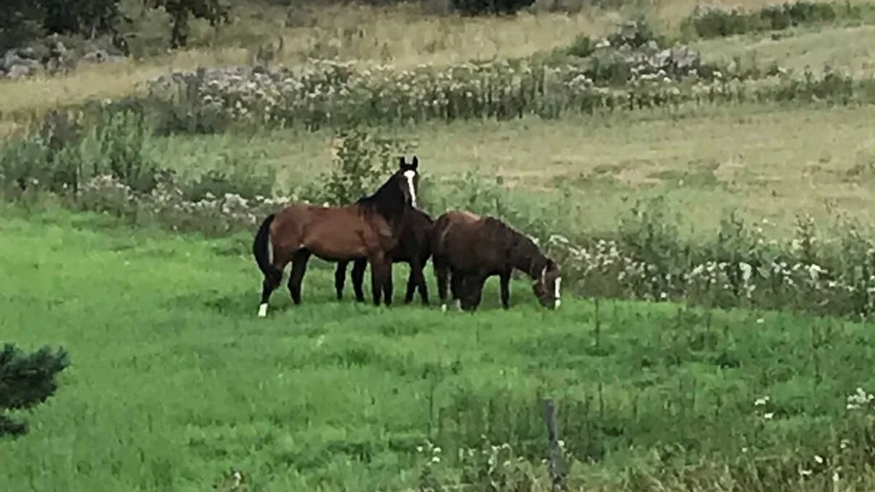 Tre välvårdade hästar på rymmen.