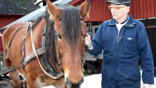 Olle Andersson har själv fött upp Ronja, snart 21 år, på gården i Kleva. Aldrig trodde han väl att hon skulle bli tv-kändis.