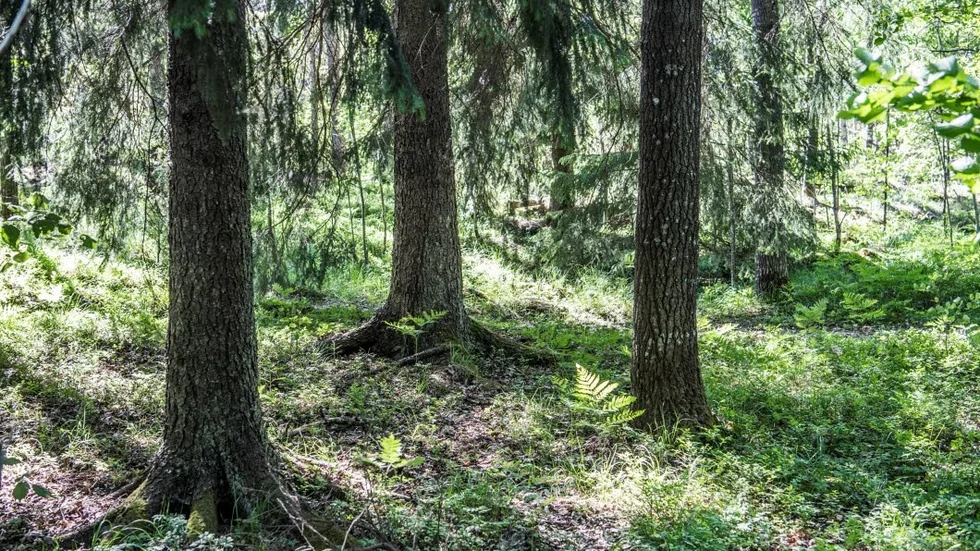 Skogsägare vill i ett tidigt skede få besked om skogens skyddsvärde, skriver MP-politiker.