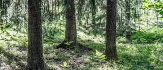 Kunskap som gynnar skogsägarna