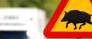 Trafikolyckor med vildsvin ökar