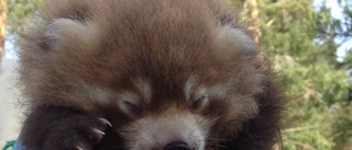 Röd panda föddes på Kolmården