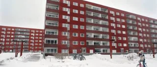 Luleåbon dog