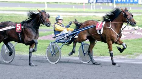 Hanna Olofsson och italienimporten Oak di Girifalco spelade huvudrollen på Peabtravet. Hästen köptes på auktion ifjol av Gunnel Fredriksson. Foto: Anders hjortenklev