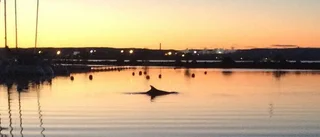 Vilse kan ha flytt norröver