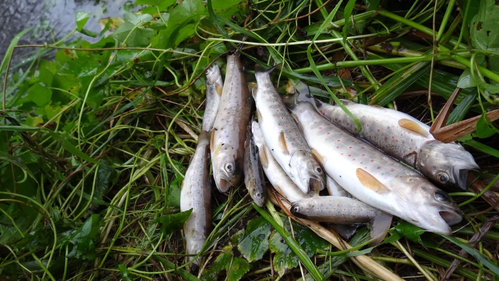 Flera öringar på fyra och fem kilo har fångats längs Bohuskusten. Fiskarna på bilden har inget med historien att göra.