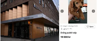 Misstänks ha sålt valpar på Blocket utan tillstånd – åtalas