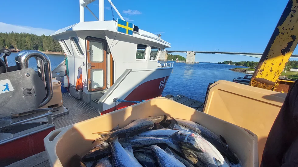Fiskebåten i Luleå.