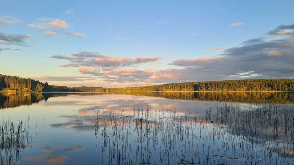 Brännträsk