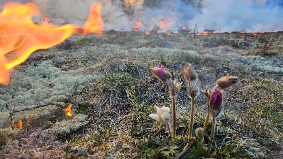 Naturvårdsbränning.