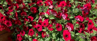 Läsarbild: Blomster i Södra hamn