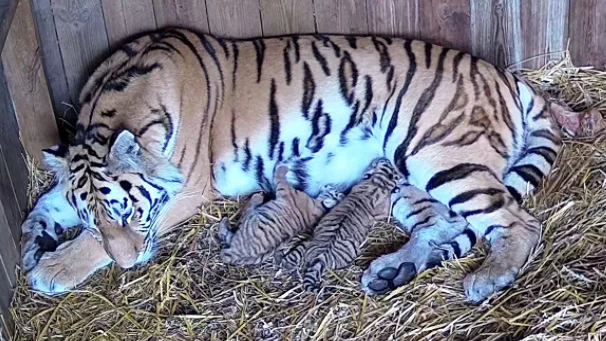 Två amurtigerungar har fötts på Nordens Ark.