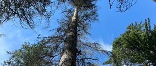 Unga i Kalmar län behövs i skogen