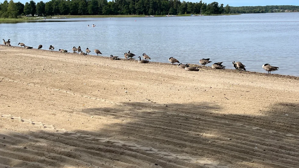 Gässen vilar sig på strandkanten i hörnet av stranden.