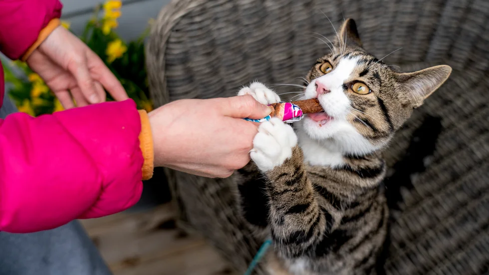 Insändarskribenten skulle besöka veterinären med sin katt, men fick ägna en lång stund efter infarten på grund av dålig skyltning. Katten på bilden är en annan.