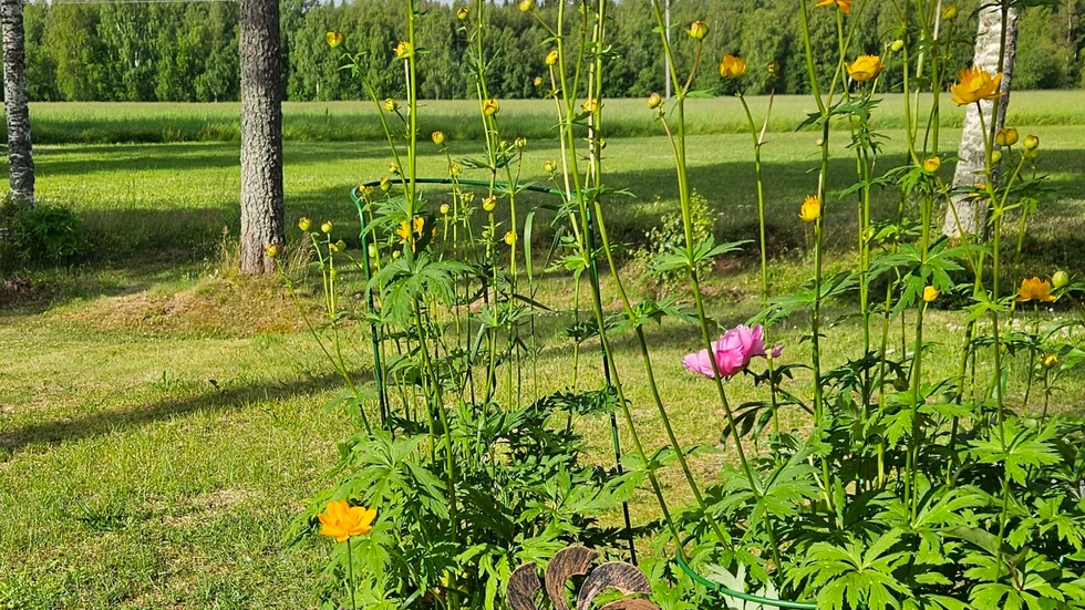 Bildsköna blomster med härliga vidder i Örarna.