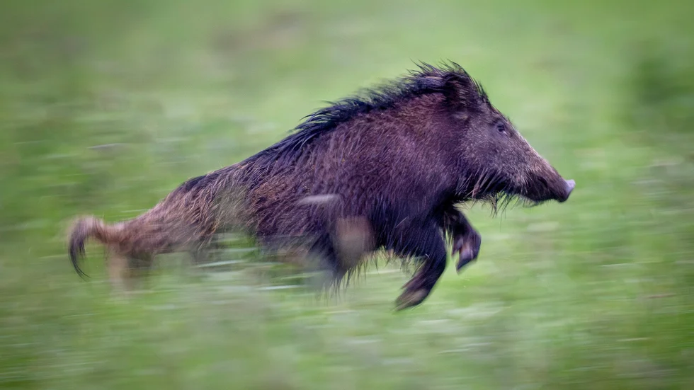 När stammen av vildsvin växer ökar trafikolyckorna. Arkivbild.