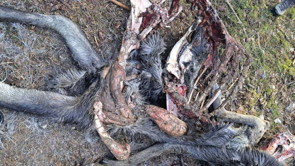 Tomas Kjellberg hittade älgen som troligen fällts av varg i området kring det nya Köttsjöreviret för några veckor sedan.
