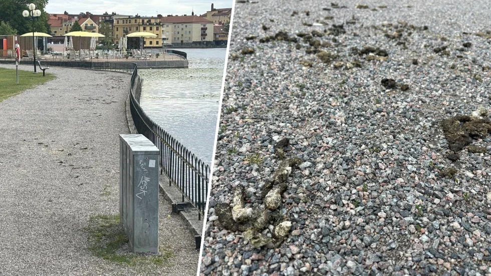 Gåsbajs i Stadsparken i Eskilstuna.