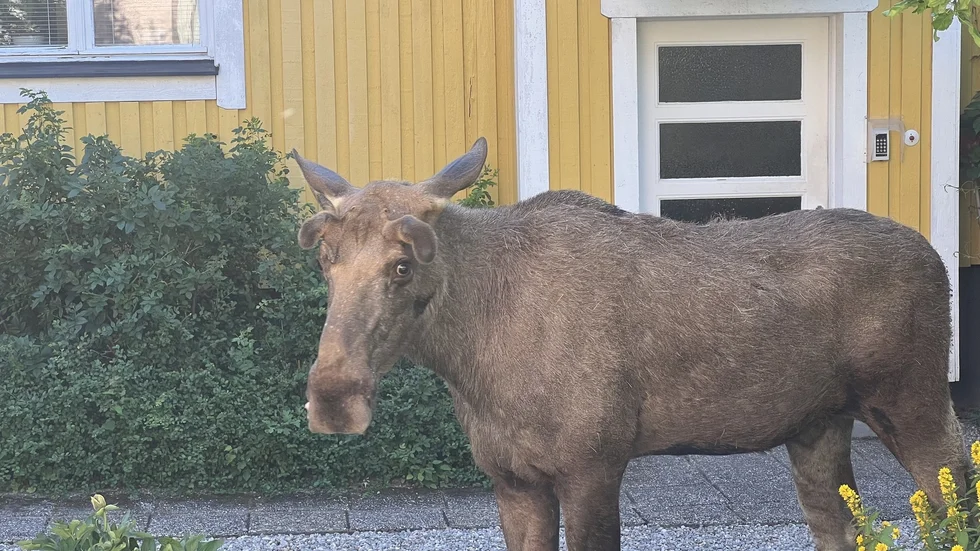 Älgen spatserade runt på Söder under förmiddagen.