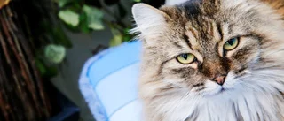 Konsten att skaffa katt