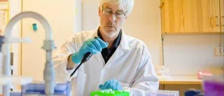 Sorkfeber kan lösa gåtan med dödligt virus