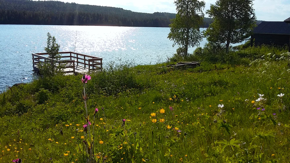 Sommaren i Saittarova. Den härliga bilden är inskickad av Solveig Oinas.